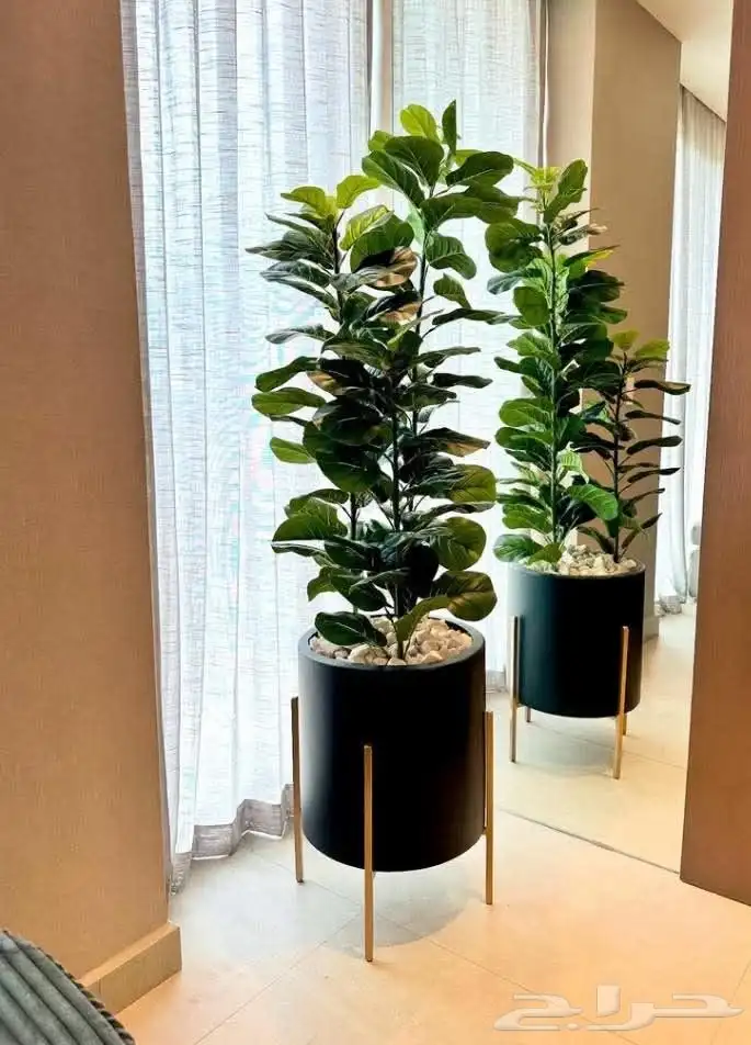 مؤسسة زهرة الخليج الزراعية -نجران -دحضة 9