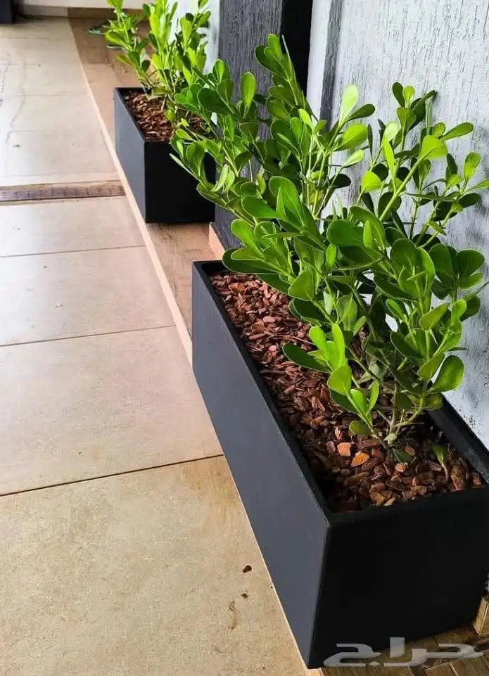 مؤسسة زهرة الخليج الزراعية -نجران -دحضة 6