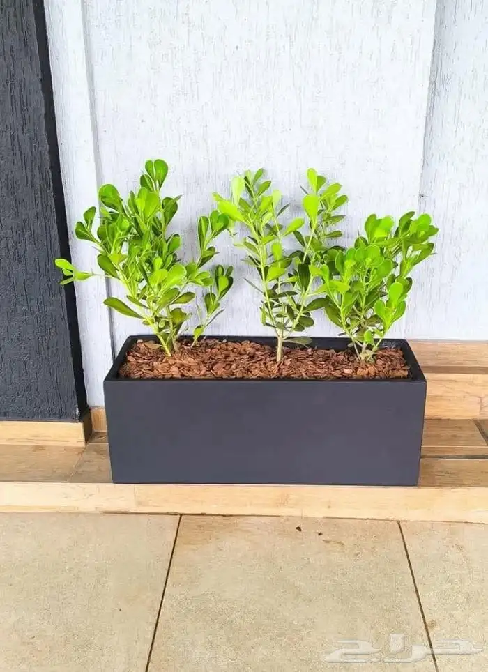 مؤسسة زهرة الخليج الزراعية -نجران -دحضة 8