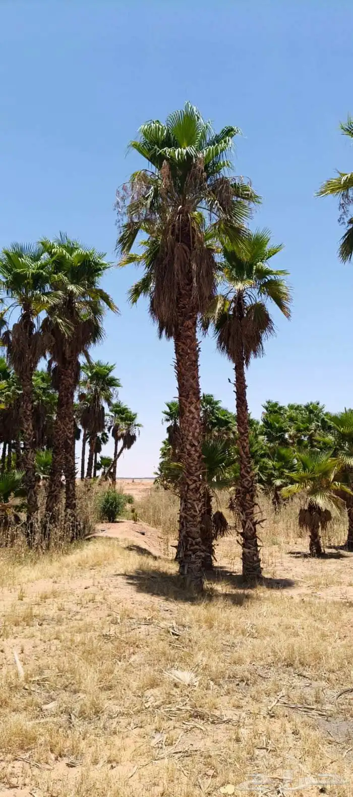زراعه نخيل وتركيب شبوك 6
