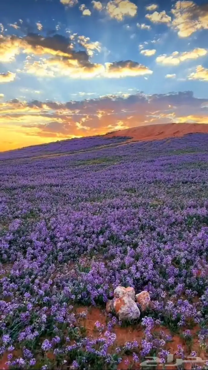 بذور الخزامى مقشرة و جاهزة للانبات 1