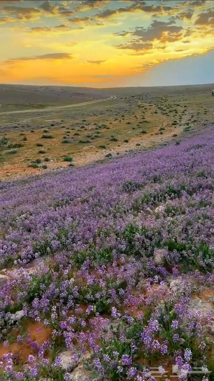 بذور الخزامى مقشرة و جاهزة للانبات 2