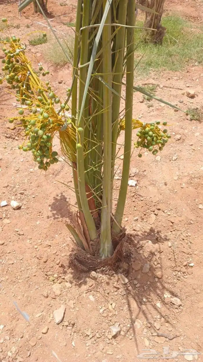 تحت اشراف ابو علي لتوريد وتركيب انخيل 3