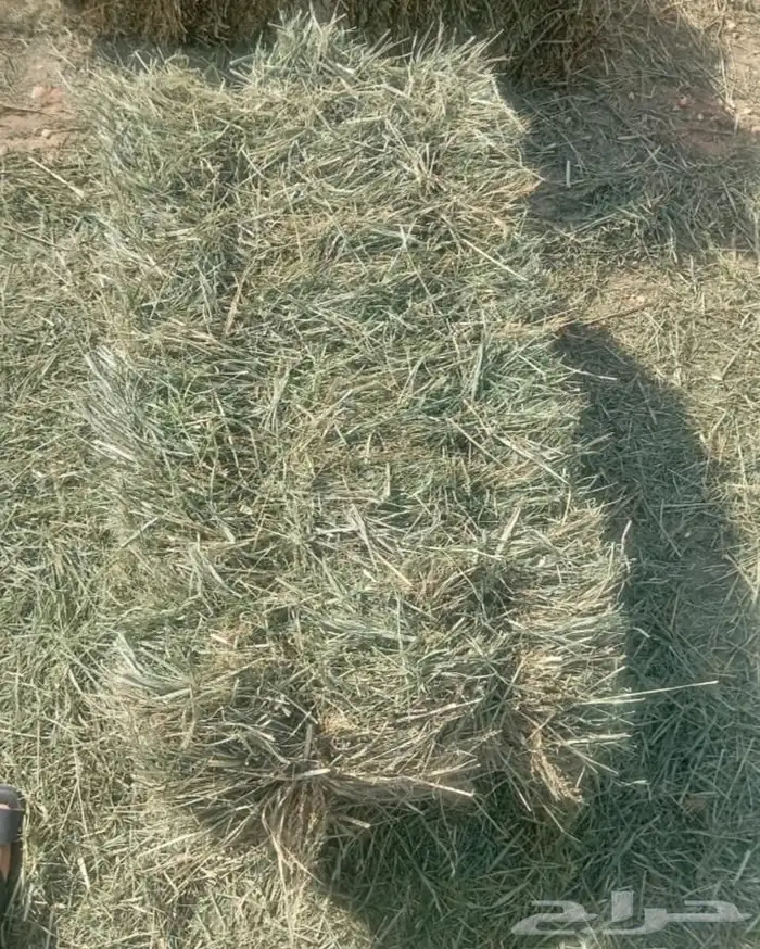 بلوبنك ناعم صافي 0