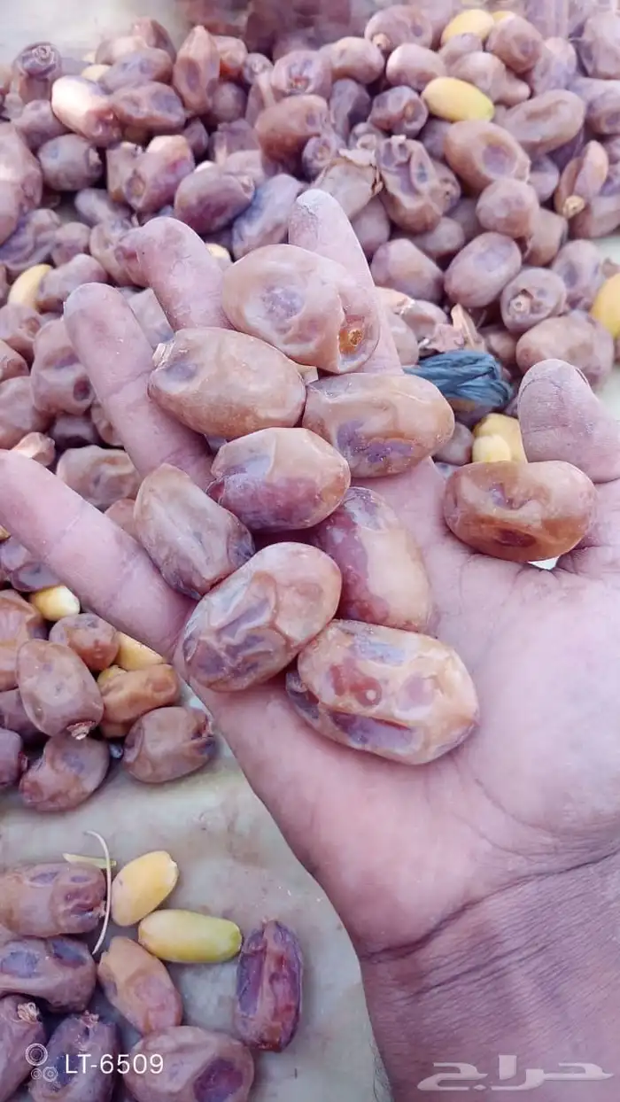 يوجد لدينا تمور اخلاص اشيقر فاخره لتواصل عبر 2