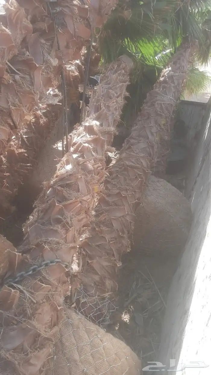 نخل نخيل واشنطن واشنطني ابومروحة درجه اولى 4