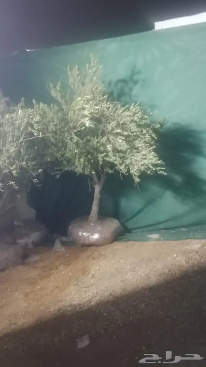 يوجد لدينا اشجار الزيتون و أشجار ترمنليا 1