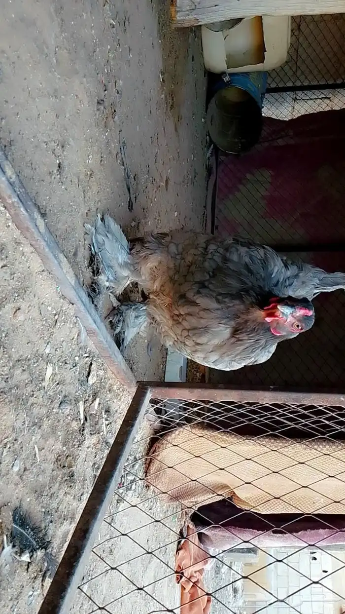 دجاج 0