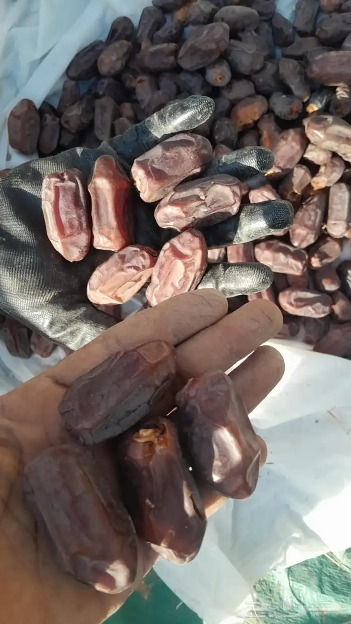 يوجد لدينا 500كرتون خضري طيب 1