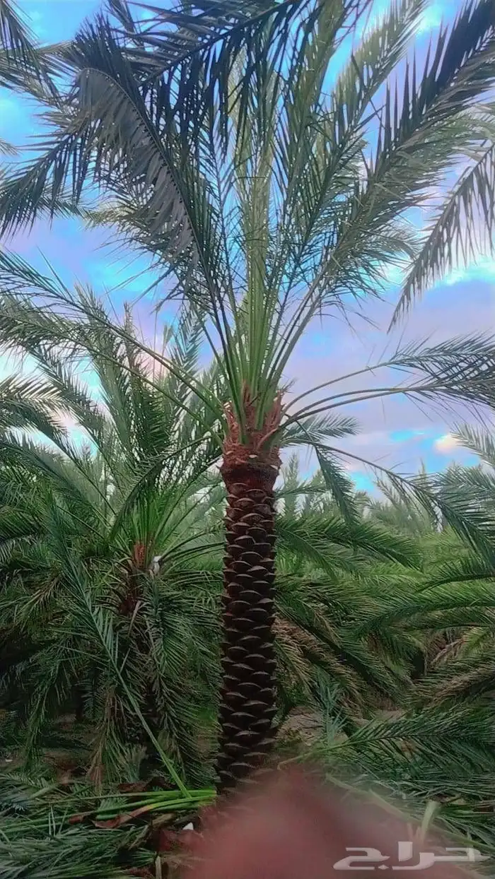 توريد وزراعه نخل واشنطني زينه ونخل عربي 1