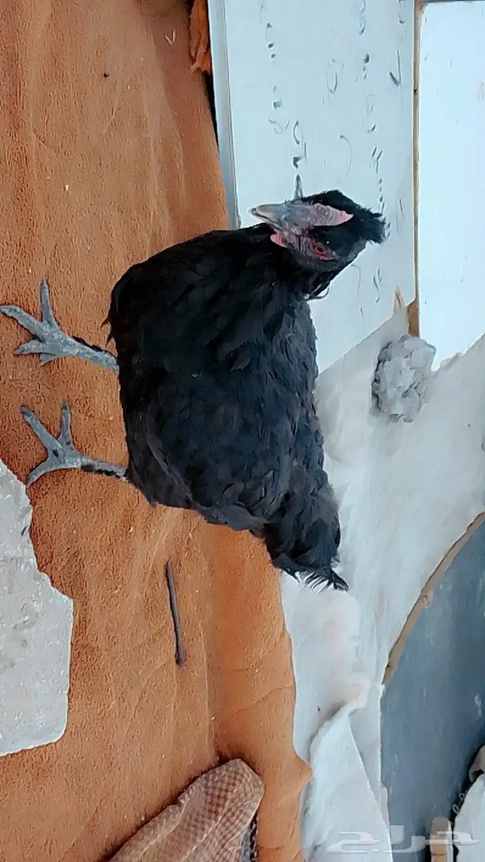 دجاج 2