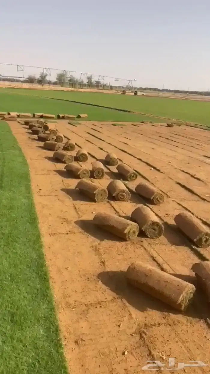 ثيل طبيعي عشب طبيعي نجيله طبيعي 3