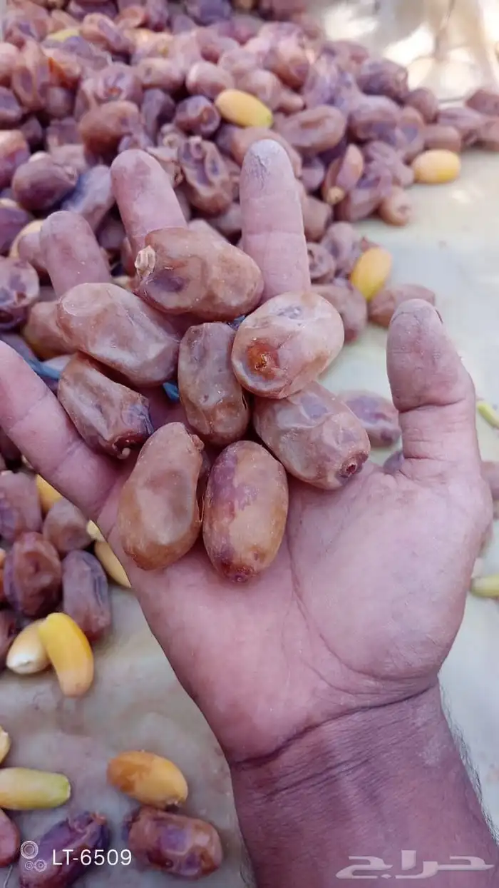 يوجد لدينا تمور اخلاص اشيقر فاخره لتواصل عبر 0
