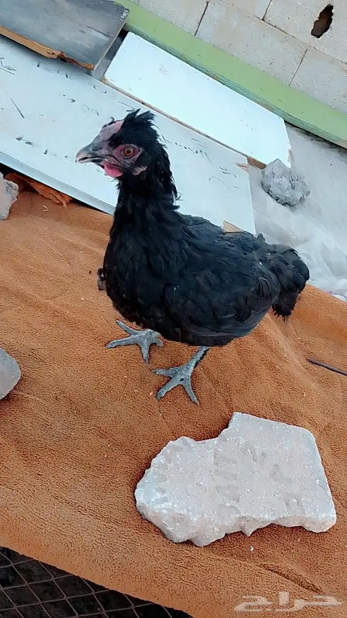 دجاج 3