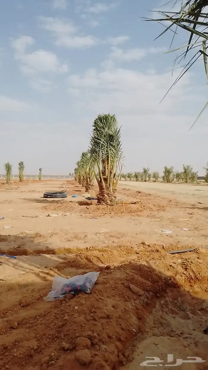 نخل للبيع 1