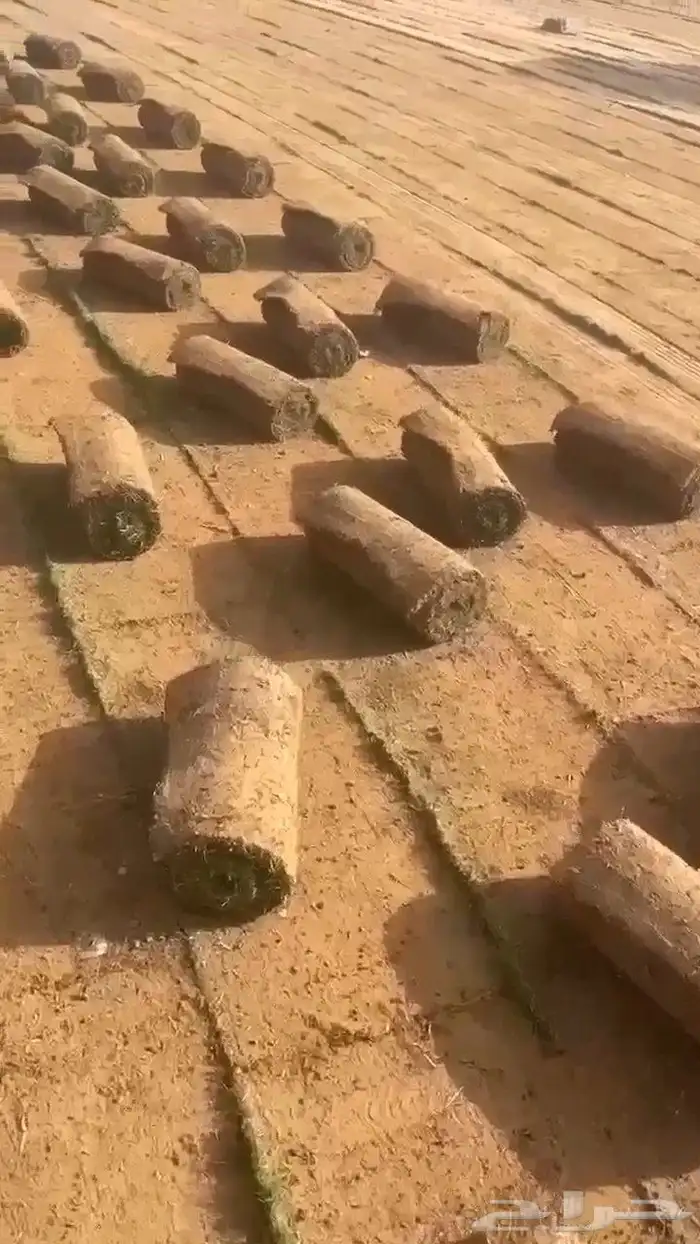 ثيل طبيعي عشب طبيعي نجيله طبيعي 4