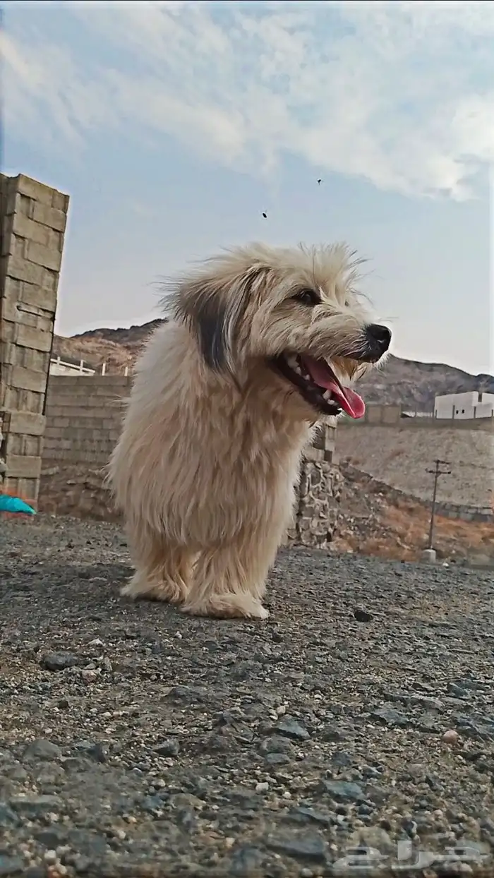 كلب تشواوا ذكر للتزاوج ونص بنص 1