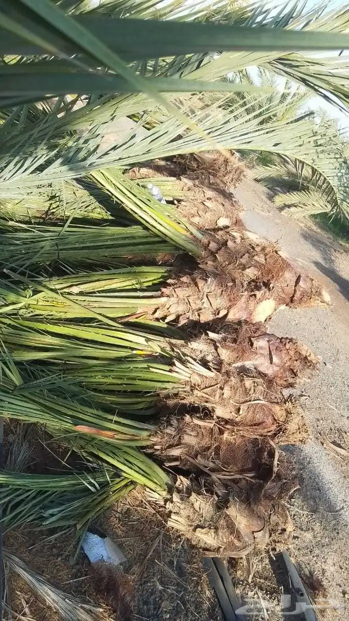 فسايل عجوة وروتانا 1