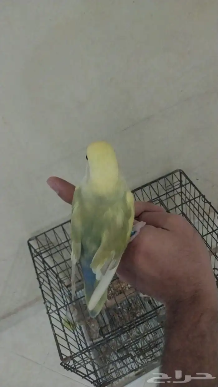 ذكر روز اينو 0