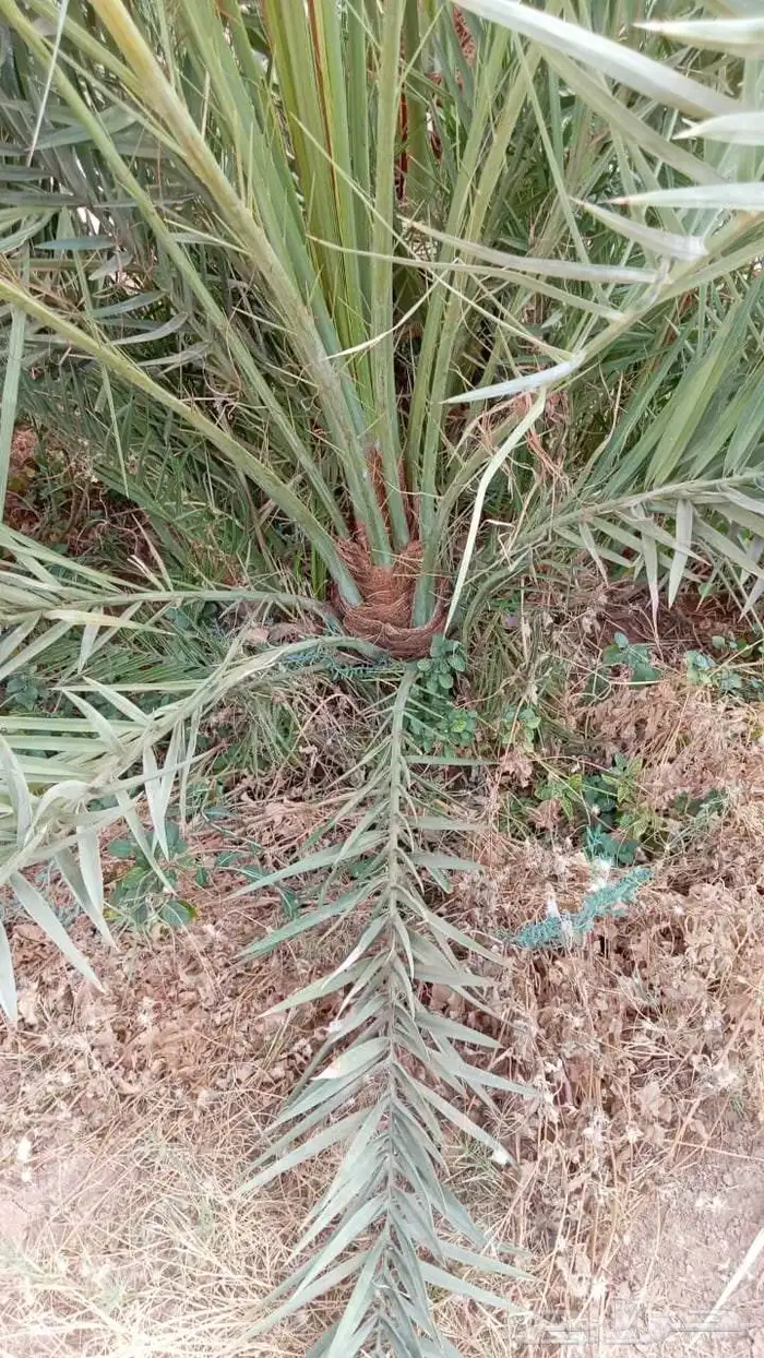 نخيل البيع اسعارنا معقوله نخل طيب 0