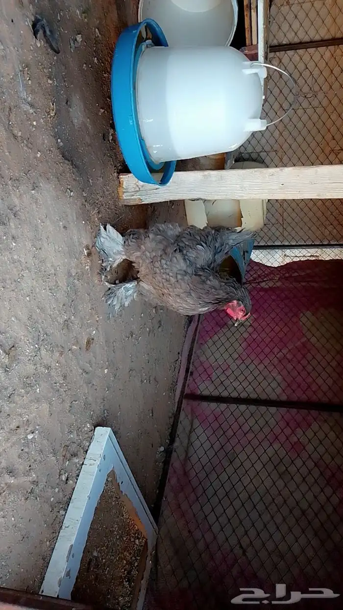 دجاج 1