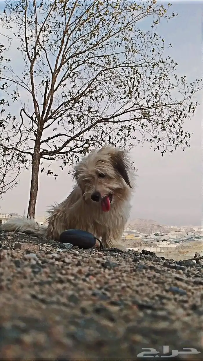 كلب تشواوا ذكر للتزاوج ونص بنص 0