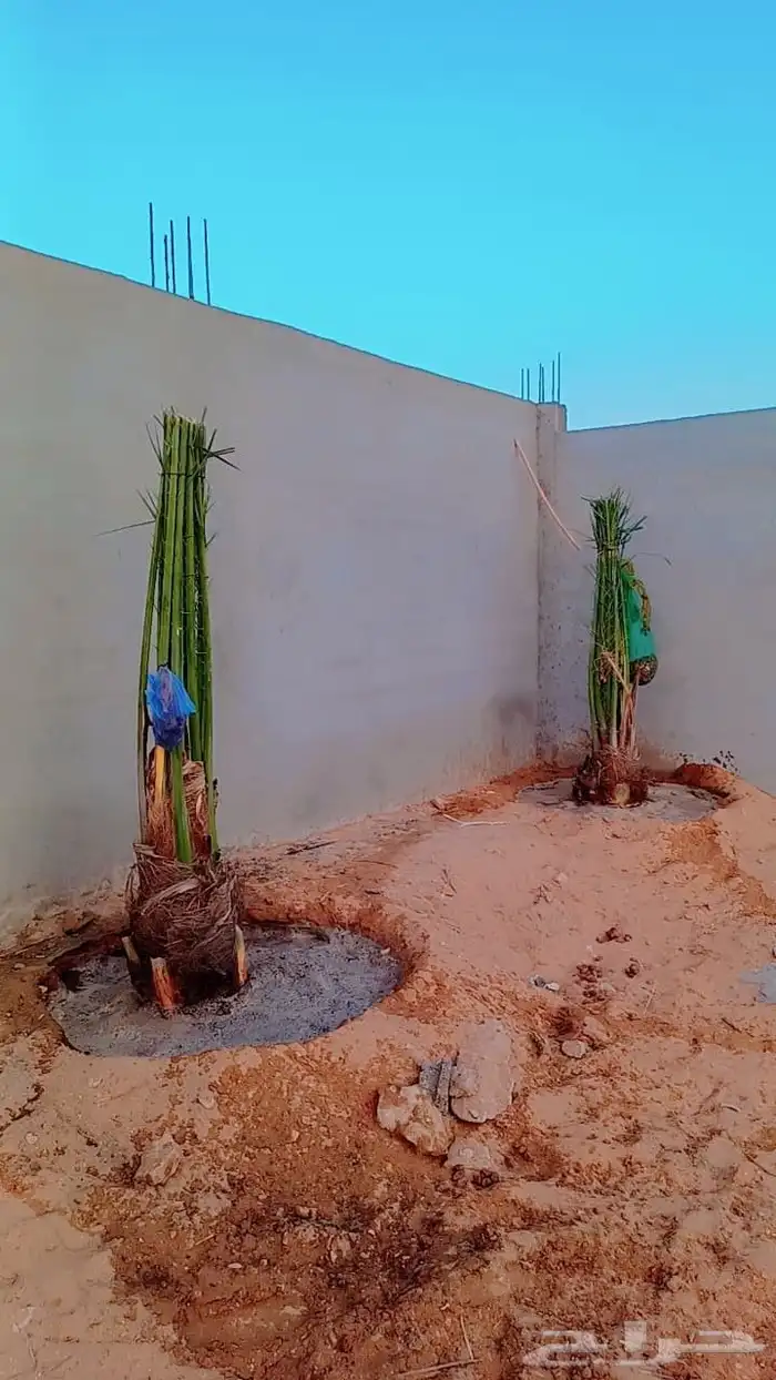 سلام عليكم ورحمت الله يوجد لدينا جميع انواع النخيل المثمره ا 2