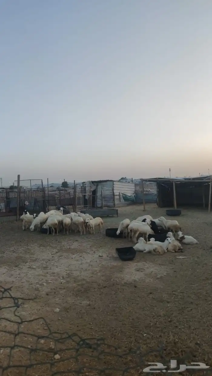 رخال رفيد جذعات 0