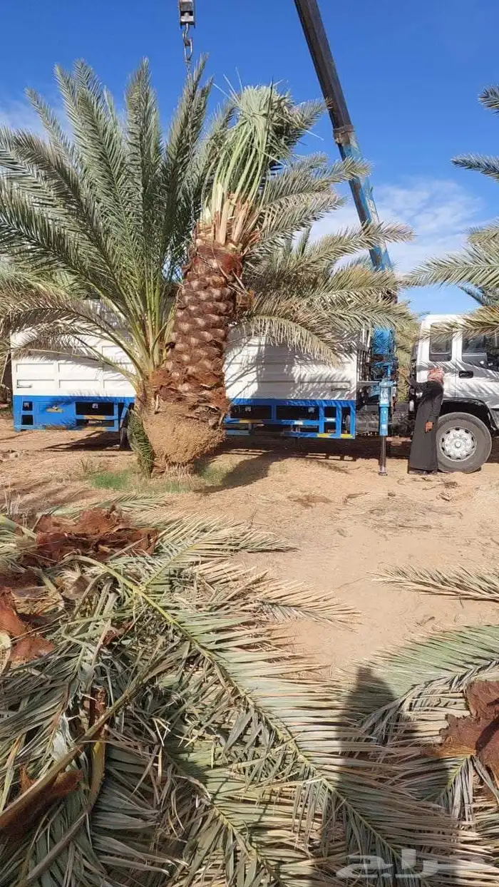 السلام عليكم ورحمة الله وبركاته .يوجد لدينا نخل عربي وشنطنتش 2