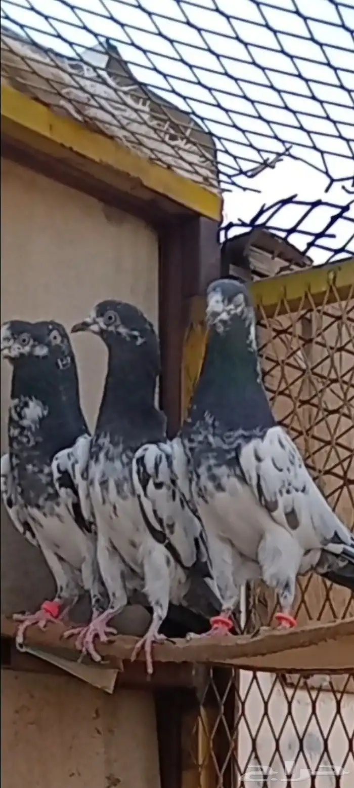 حمام باكستاني 9