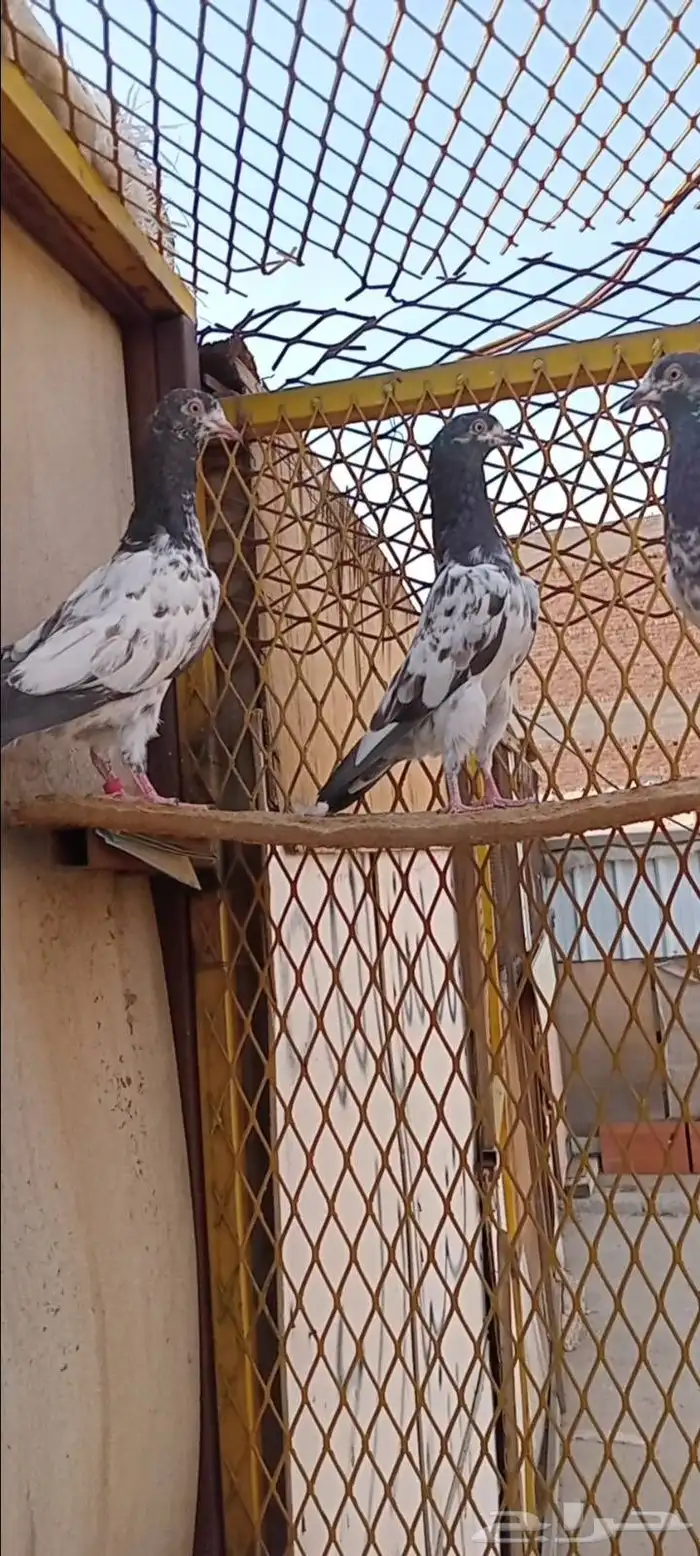 حمام باكستاني 7