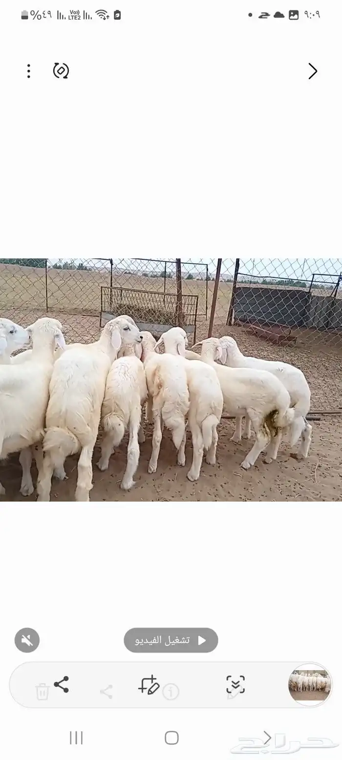 النوع بهم حري   العدد 21فيها4 رخال فقط 4