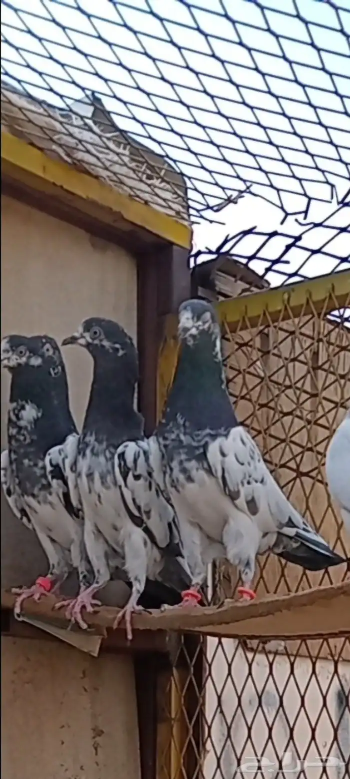 حمام باكستاني 6