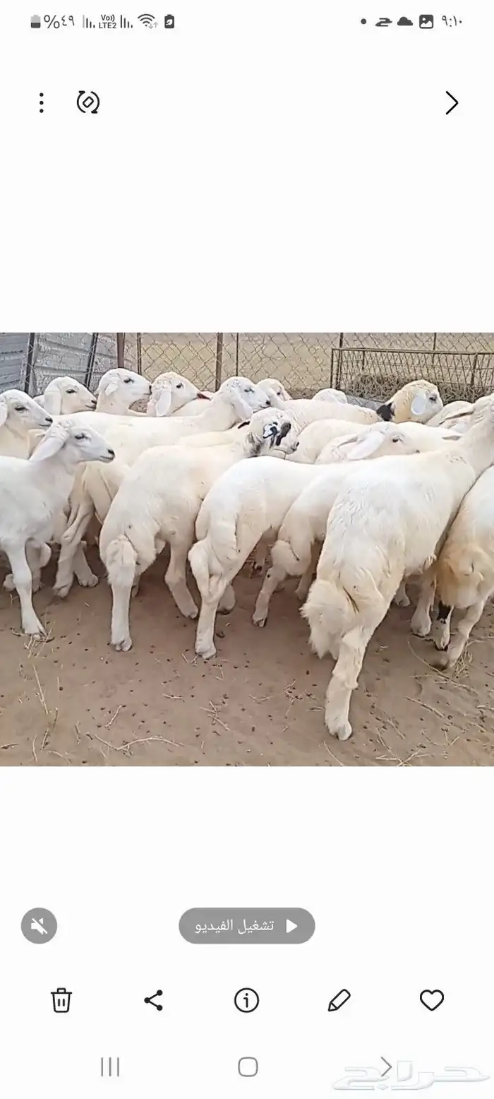 النوع بهم حري   العدد 21فيها4 رخال فقط 5