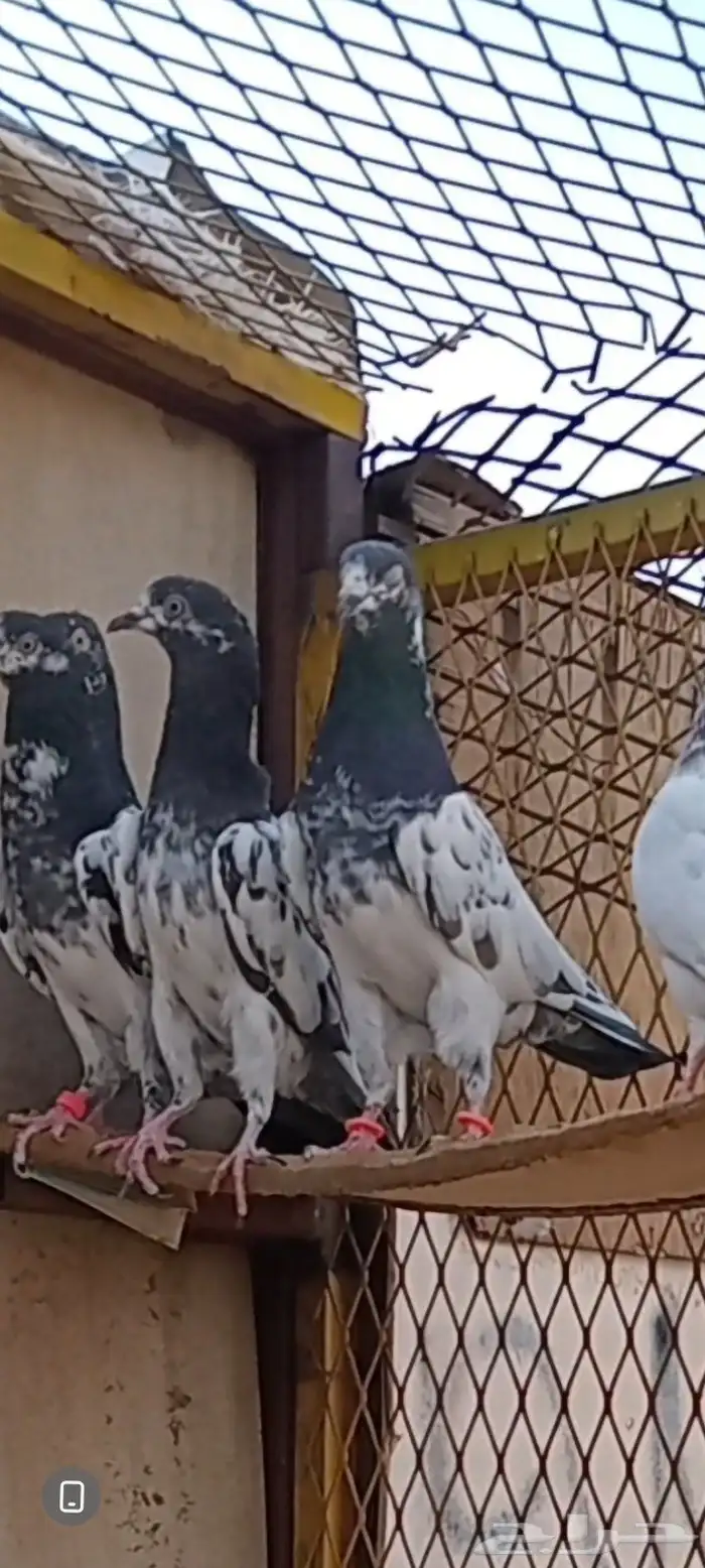 حمام باكستاني 0