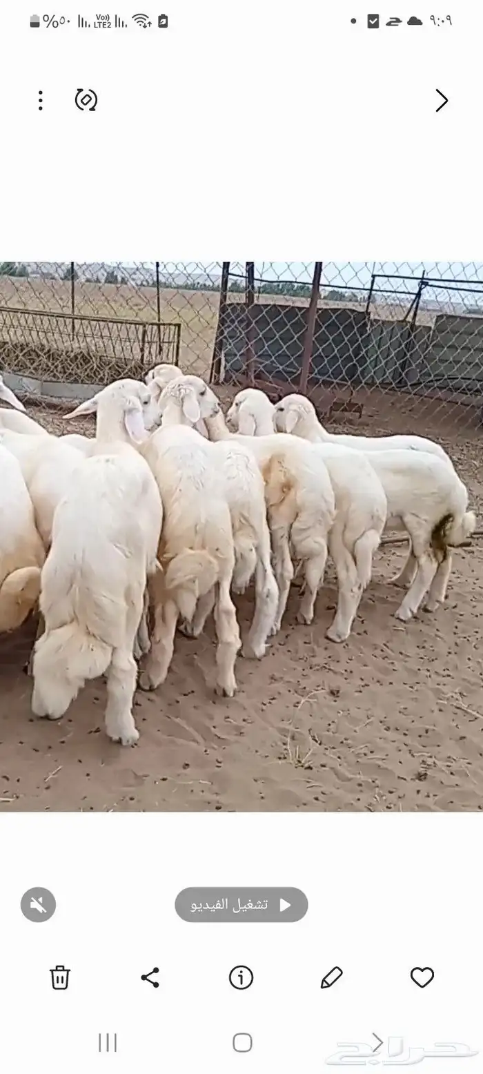 النوع بهم حري   العدد 21فيها4 رخال فقط 3