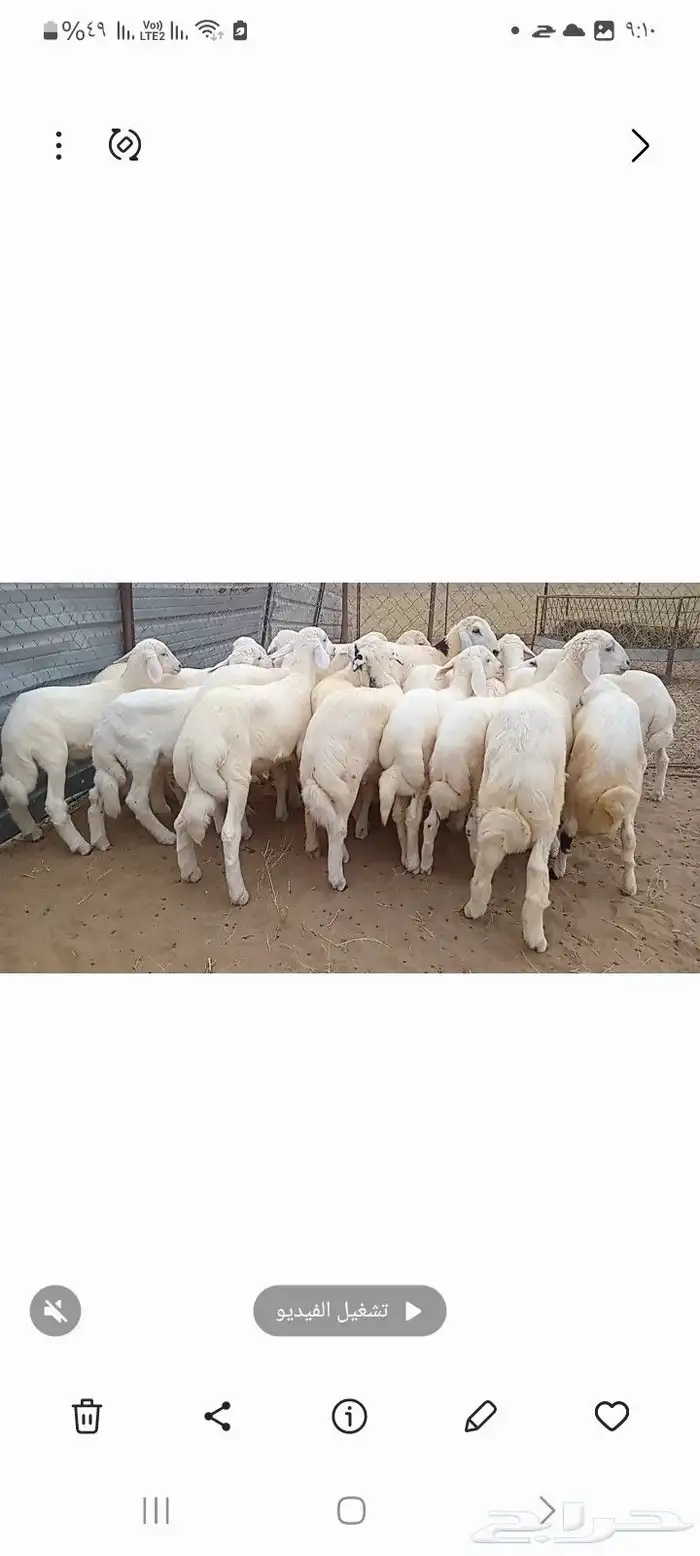 النوع بهم حري   العدد 21فيها4 رخال فقط 2