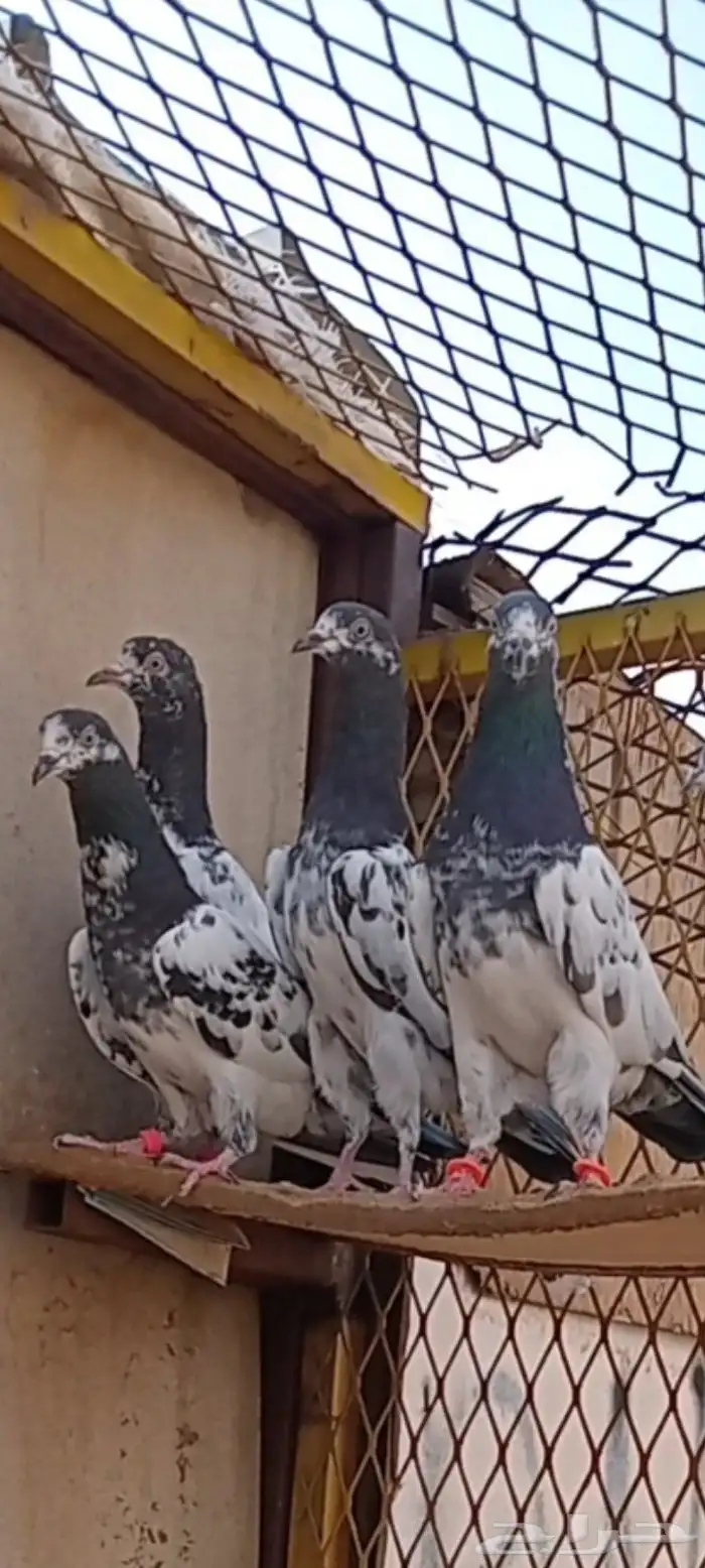 حمام باكستاني 8