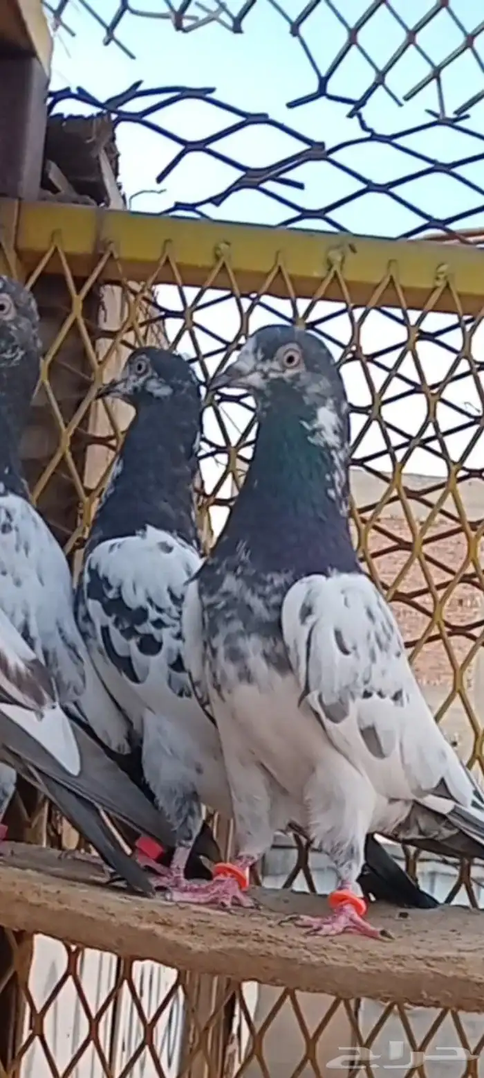 حمام باكستاني 10