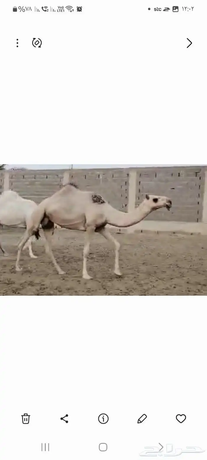 خلفه شقحاء فوق البداوه 2