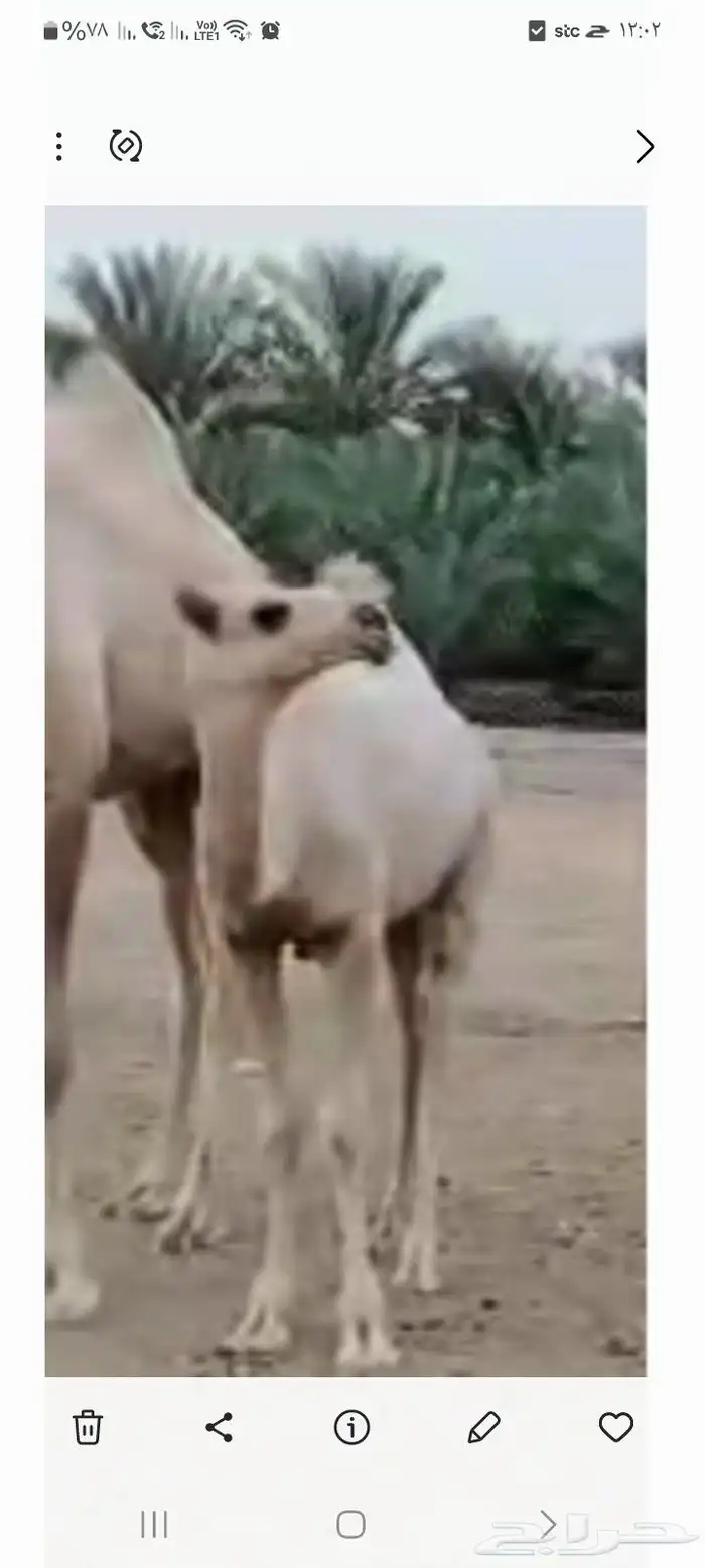 خلفه شقحاء فوق البداوه 3