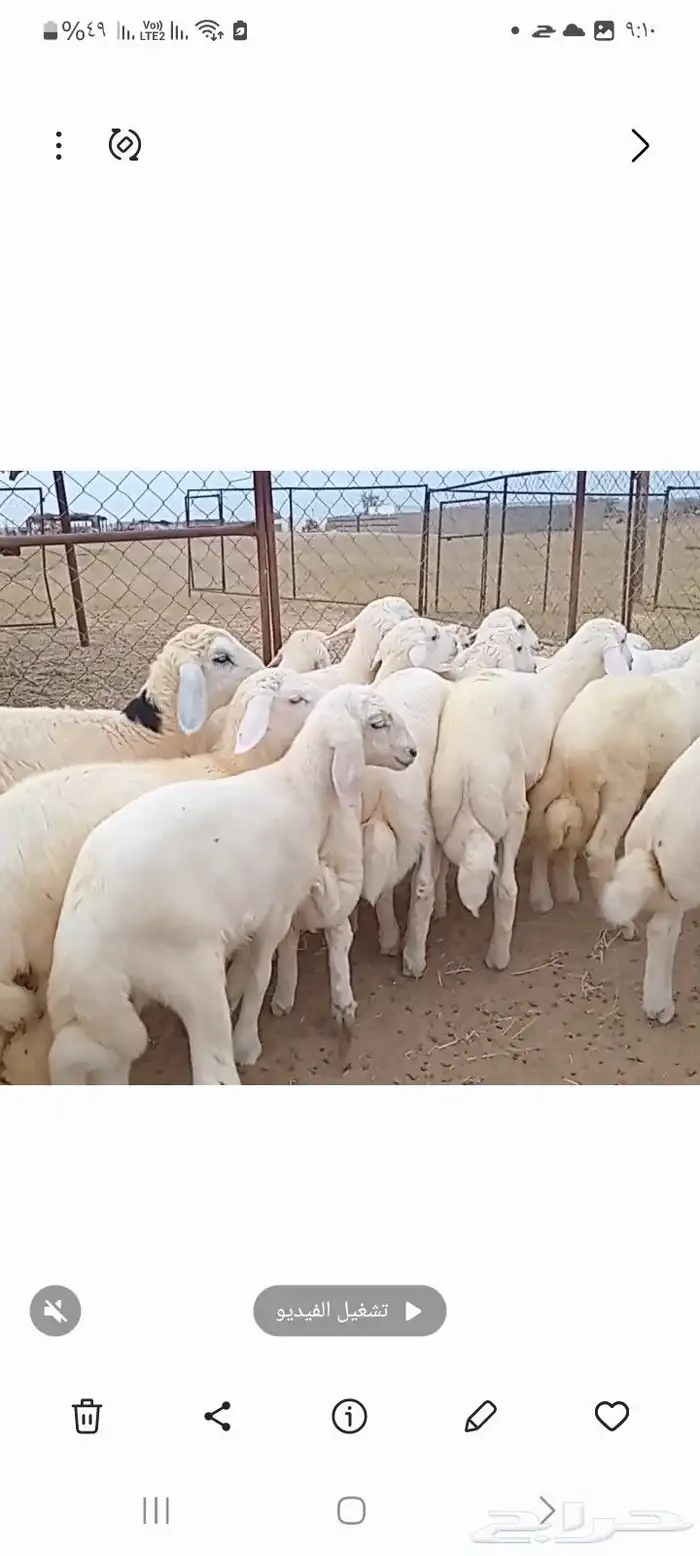 النوع بهم حري   العدد 21فيها4 رخال فقط 0