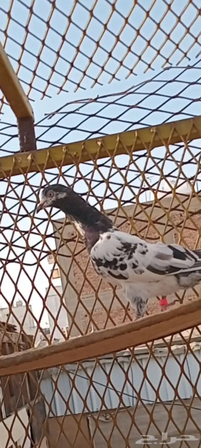 حمام باكستاني 4