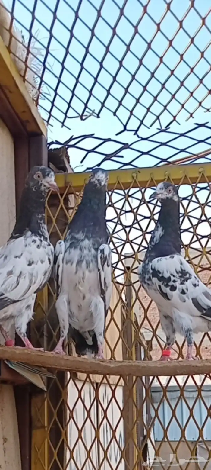حمام باكستاني 5