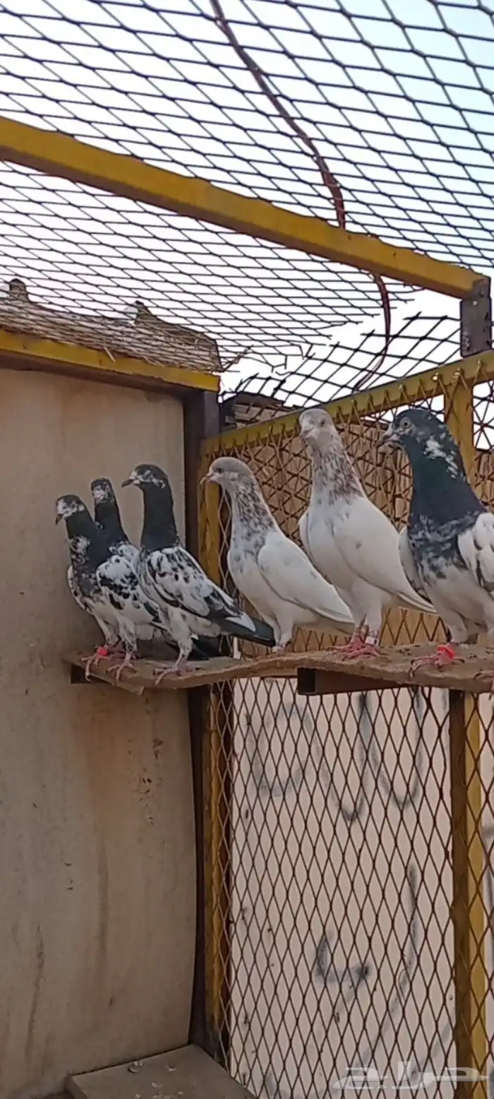 حمام باكستاني 2