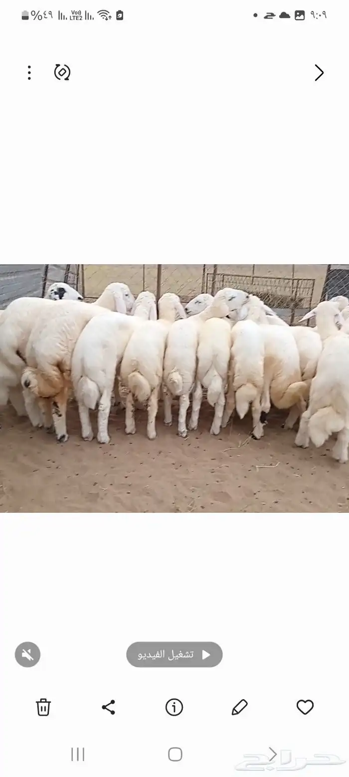 النوع بهم حري   العدد 21فيها4 رخال فقط 1