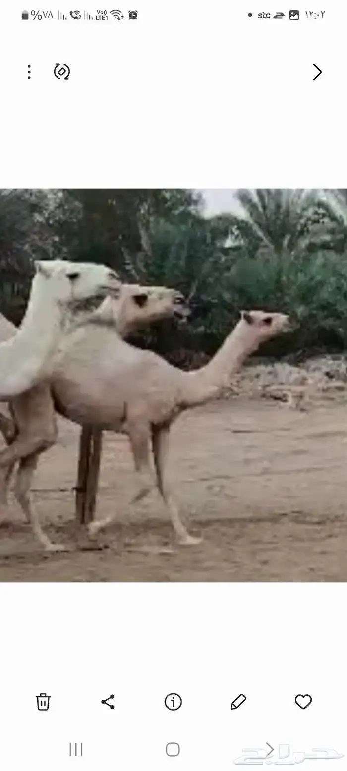 خلفه شقحاء فوق البداوه 1