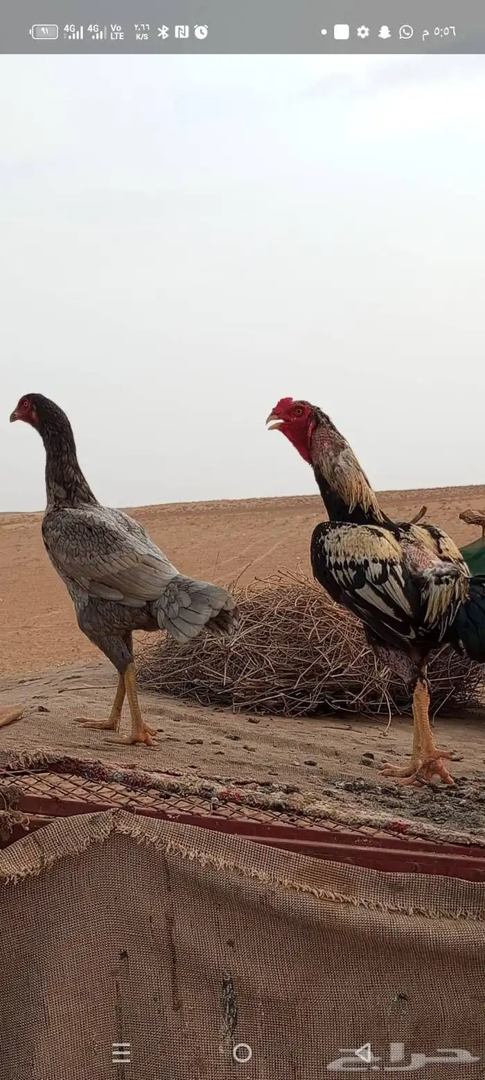 دجاج باكستاني للبيع 2