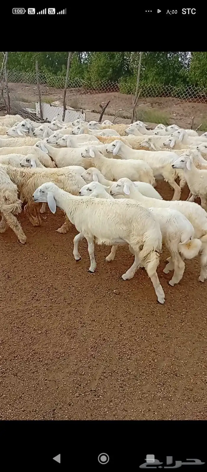 بهم للبيع 0