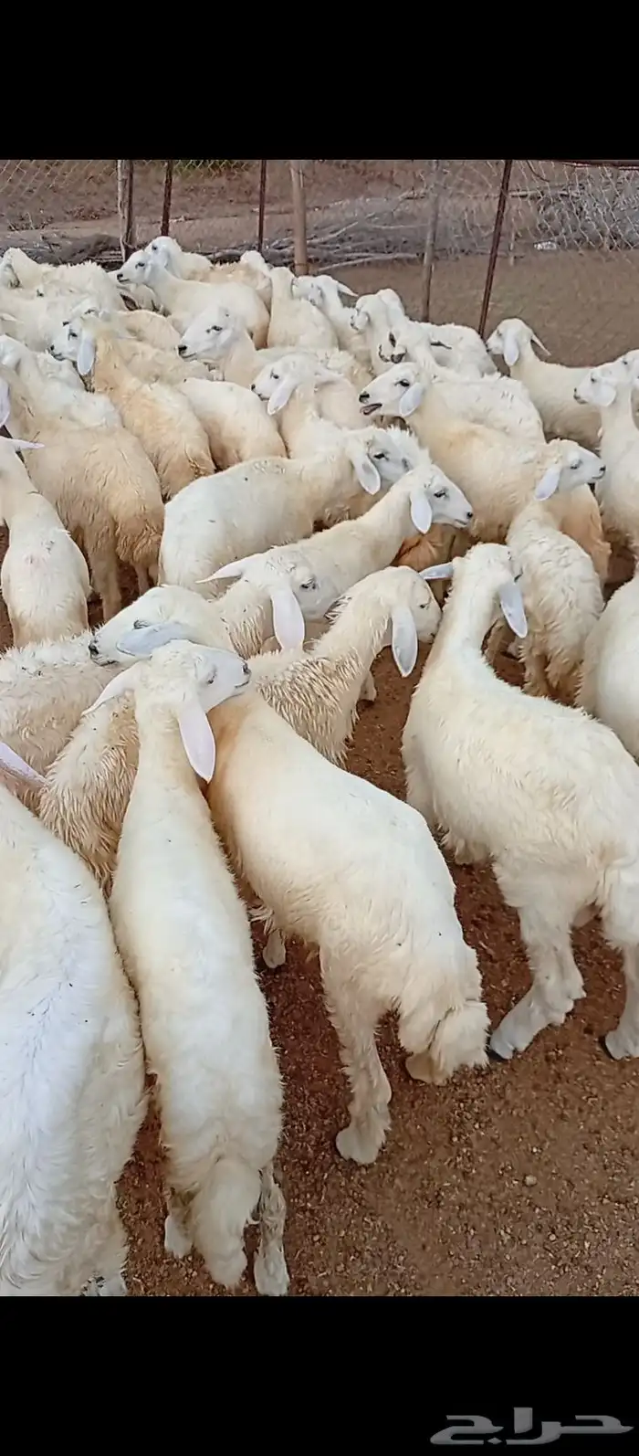 بهم للبيع 1